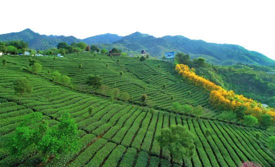 图为英德英州红茶园