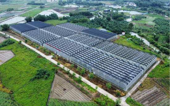 花田村大棚樟树港辣椒种植基地
