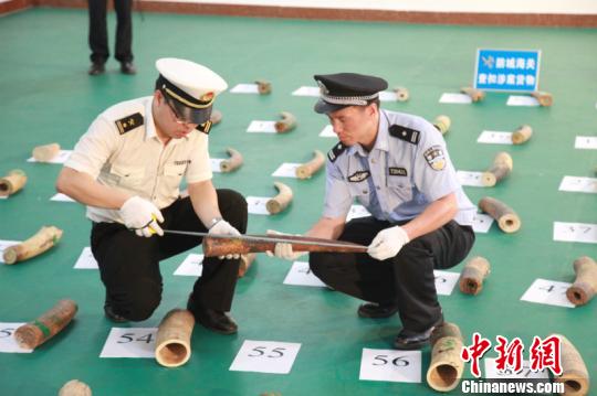 图为办案人员查验象牙 桂关宣 摄