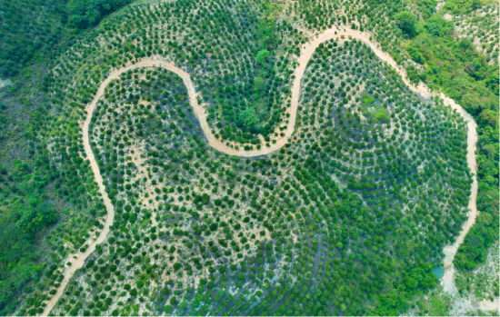 图为下太油茶基地航拍