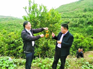 邱晓毅（右）在察看钱新村的“扶贫桔园”。