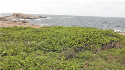 海厚托桐居群外貌