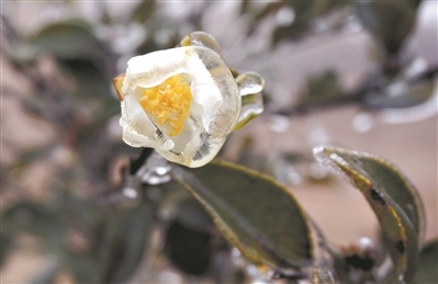 “冰雕玉刻”的山茶花。