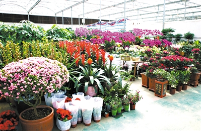 花都迎春花市昨日开锣。