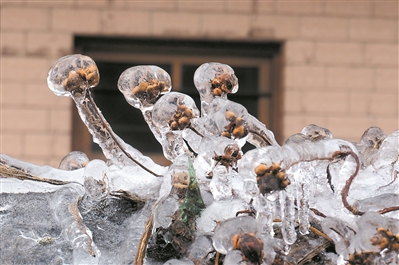 韶关乳源，被冰包裹的植物如冰雕般美丽。