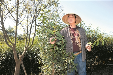 茶花园主人有一套生意经。