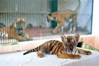 出生在广州动物园的华南虎宝宝。（资料图片）广州日报全媒体记者杨耀烨 摄