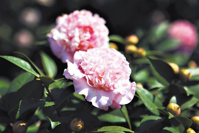 茶花