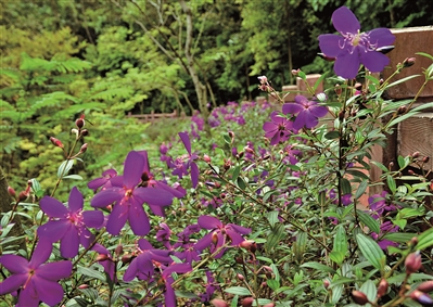 ④紫色的巴西野牡丹在绿野中特别显眼。
