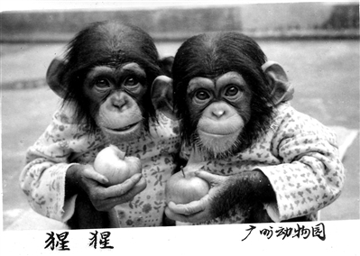 1984年,广州动物园首次在国内成功繁殖黑猩猩。