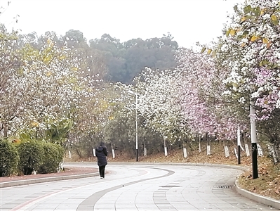 南城水濂湖畔的紫荆花开正艳。广州日报全媒体记者马骏、钟宏连摄