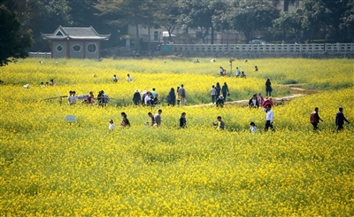桥头镇莲花湖油菜花