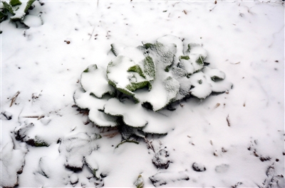 蔬菜被冰雪覆盖