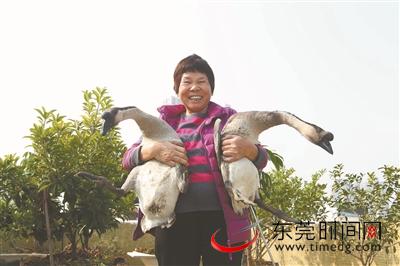 珍姨家的“藏鹅”都是8斤左右的草鹅公 通讯员 蒋鑫 摄