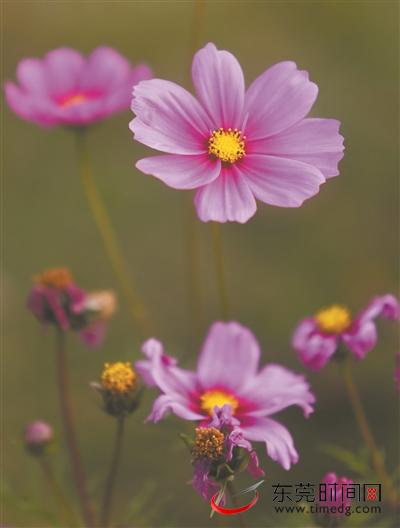 / 格桑花 /