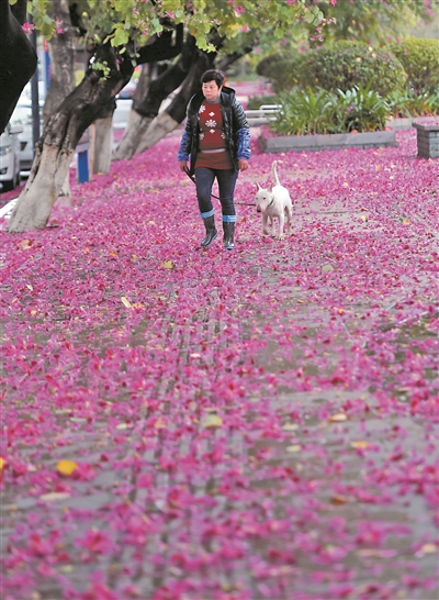 冷风冷雨，莞城新河北路落花满地。 广州日报全媒体记者石忠情摄