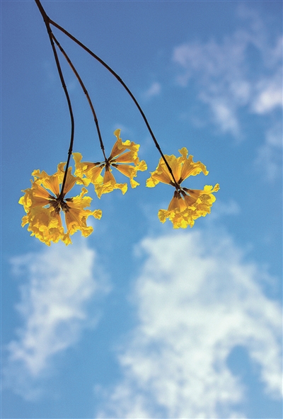 ①在蓝天的衬托下，黄花风铃木的花朵更显妩媚。
