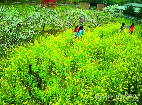 3月,乐昌九峰镇村路沿途成各色花海。