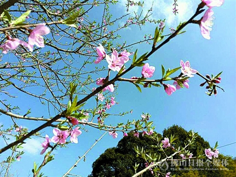 从化溪头村,春意在枝头绽放。