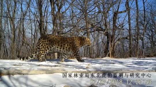 （资料图）新近开通的东北虎豹国家公园自然资源监测系统实时传回的东北豹影像 吉林省林业厅供图