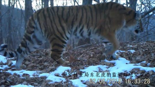 （资料图）新近开通的东北虎豹国家公园自然资源监测系统实时传回的东北虎影像 吉林省林业厅供图