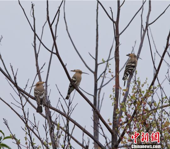 图为在惠州西湖的“戴胜”。 周纪刚 摄