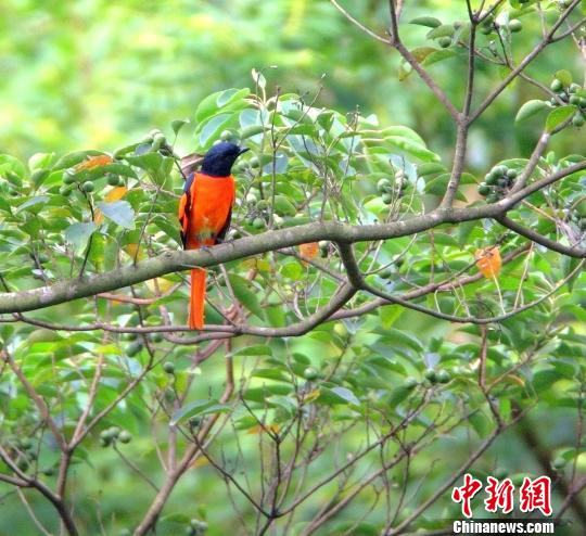 图为在惠州西湖的“赤红山椒鸟”。 周纪刚 摄
