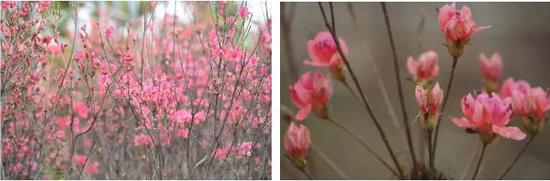 本次映山红花展共有1600棵,展映山红杜鹃品种作为观赏主线,共展出400多盆杜鹃花。不少参观的市民都表示,很难得可以在市区观赏到这么大片的映山红,勾起不少回忆。