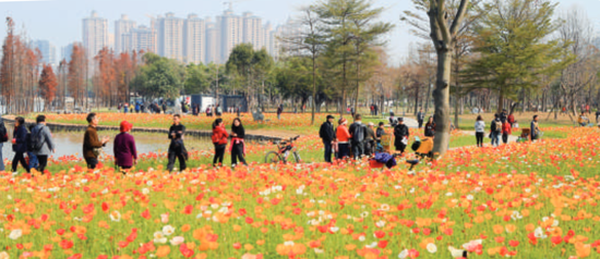 新春期间顺峰山公园盛开的鲜花，吸引了顺德周边地区众多游客前来赏花。/珠江商报记者陈炳辉摄