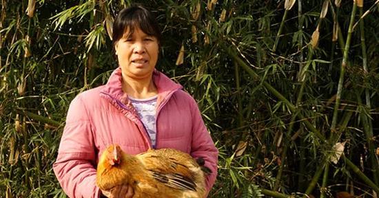 群姐希望把自家的鸡养肥点,留给过年来村里的客人吃