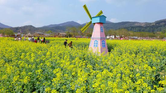 大片攻略已悄然赏花!达人最全绽放高明攻略!从内江到峨眉山v大片花海图片