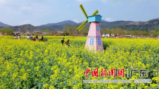 高明盈香生态园油菜花