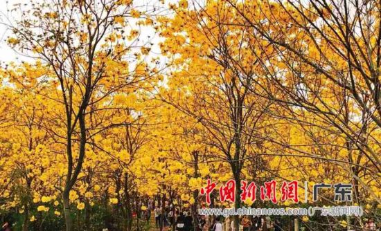 高明长仍黄花风铃木