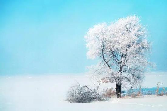 东北五常,隆冬的田野
大雪湮灭了所有不平与起伏,白茫茫一片干净