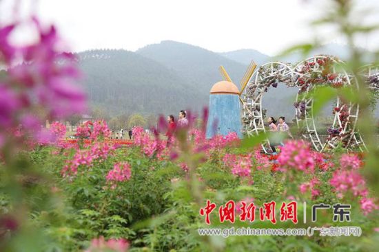 高明美的鹭湖爱丽丝庄园醉蝶花