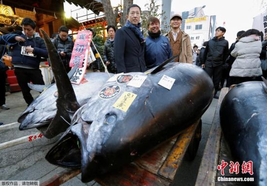当地时间2018年1月5日,位于日本东京的著名海鲜市场筑地鱼市进迎来新年首个交易日。当天,一条重达405公斤的蓝鳍金枪鱼拍出3645万日元的价格,约合人民币210万元。