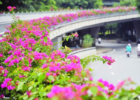 花城广州，四季有花。（图片来源于网络）