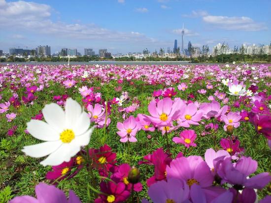 广州唱响“广州过年·花城看花”春节旅游品牌