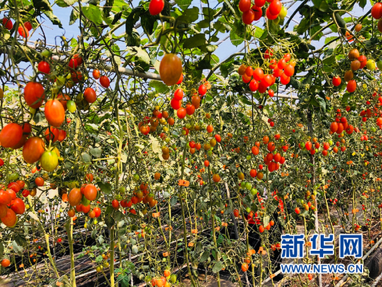 松树岗村“空中田园”里正值采摘季的玉女番茄。 新华网 卓越 摄