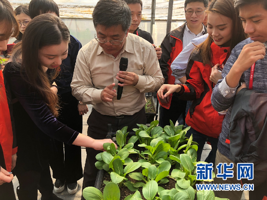 蔡海璋博士请记者们现场品尝“零污染”青菜。新华网 卓越 摄