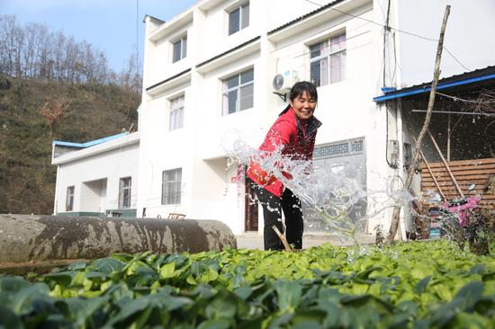 有水滋润,陈清云家菜地一片郁郁葱葱