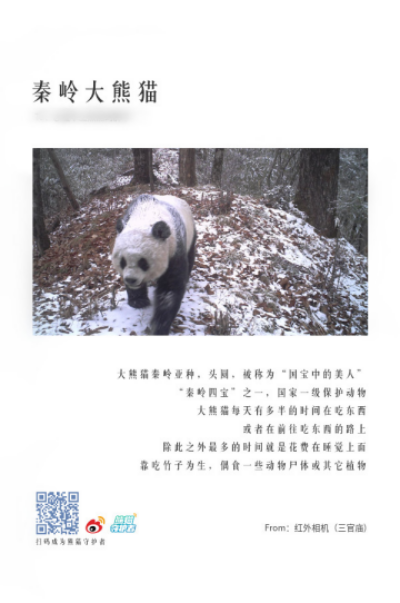 熊猫手信