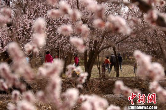 资料图。2016年4月,游客在敦煌市月牙泉镇月牙泉村的李广杏园中赏花。 张晓亮 摄