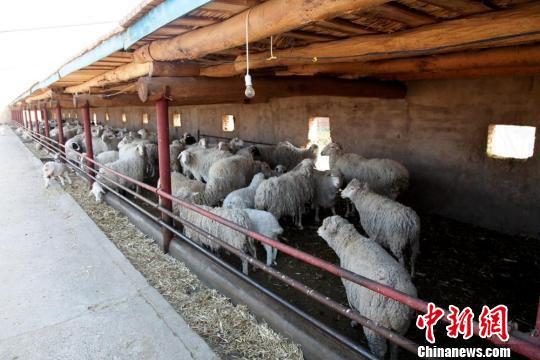 近年来,甘肃省张掖市甘州区瑞林畜禽养殖农民专业合作社,推广“种养林”资源循环利用模式,不仅带来了经济效益,而且生态效益日益凸显。 洪莹 摄