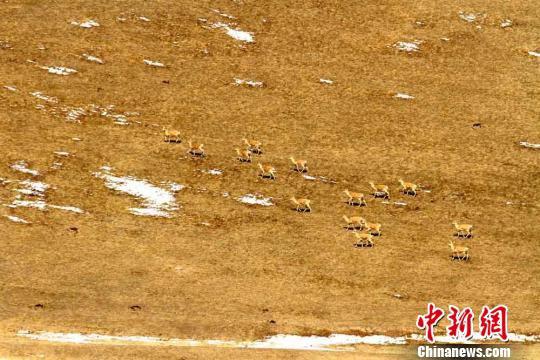 图为黄羊和草地“融”为一体。 陈礼 摄