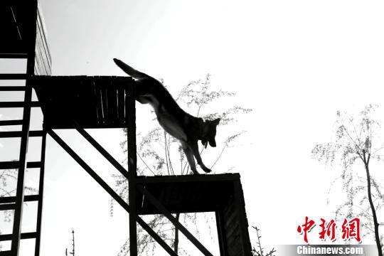 图为接受训练的犬只攀爬四级阶梯。 郑兵 摄