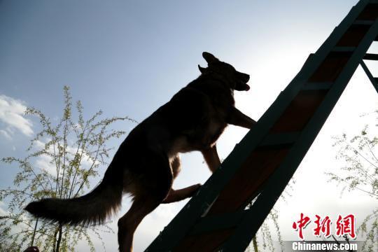 图为训练犬只攀爬阶梯。 郑兵 摄