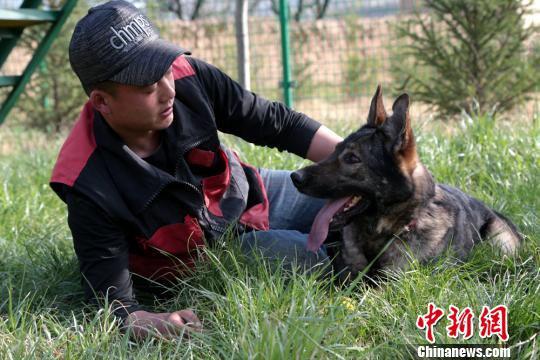 图为景少敏和接受训练的犬只“谈心”。 郑兵 摄