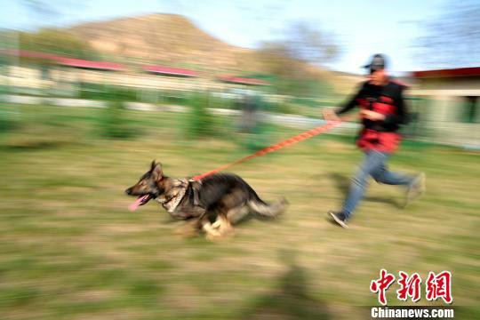 4月18日,甘肃平凉市崆峒区一家训犬基地,景少敏正在进行犬只的奔跑攀爬训练。 郑兵 摄