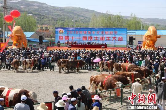 5月初,甘肃临夏州康乐县牛文化旅游节暨第十一届赛牛相牛大会召开。 马晓春 摄